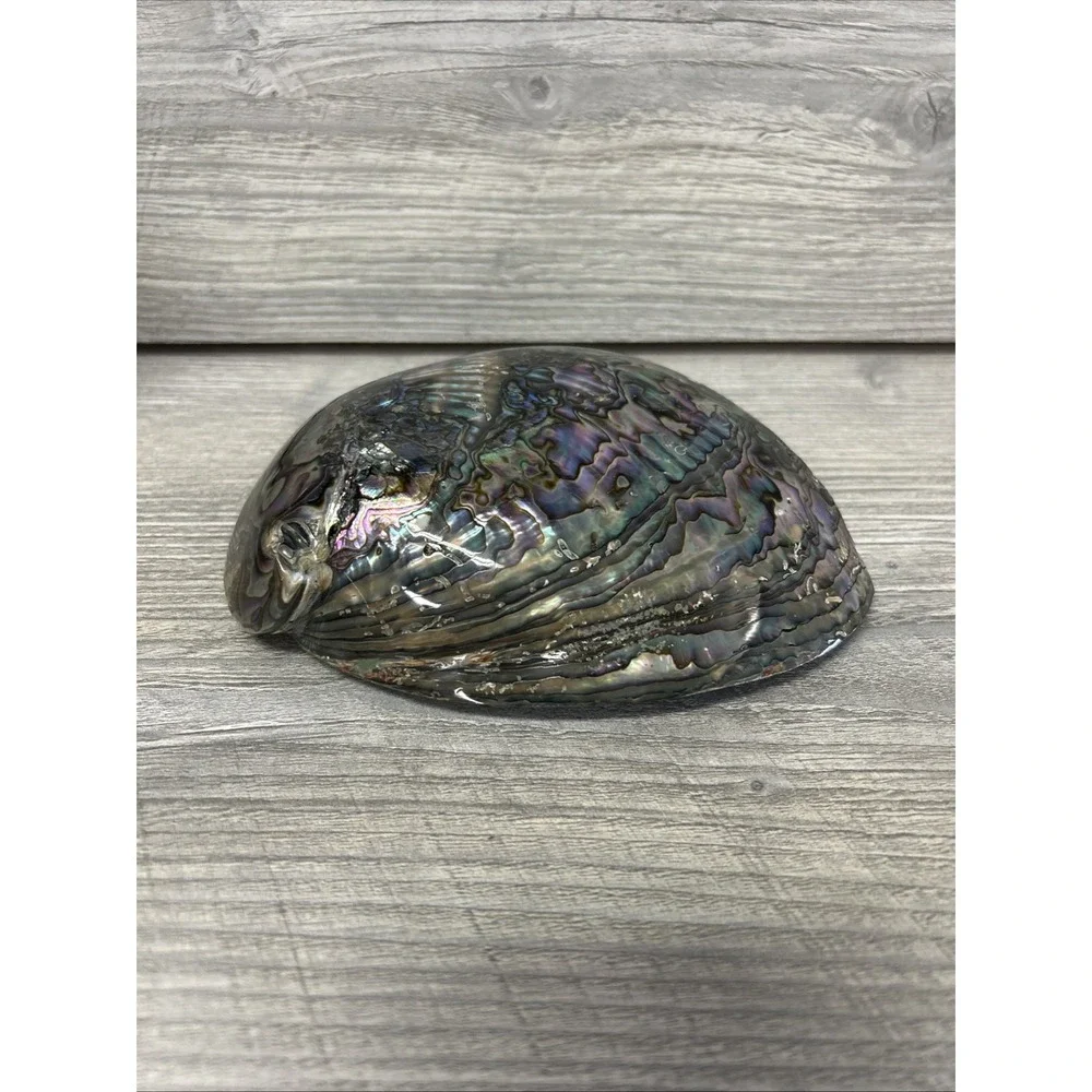 Large Abalone Seashell Iridescent Bowl Beach Home‎ Decor Pearl A3